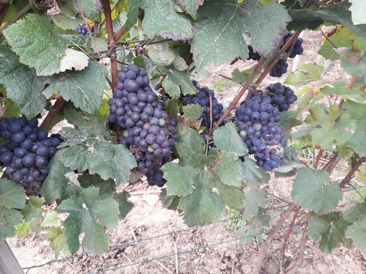 Flor'Ever En Champagne Fleury-la-Riviere 外观 照片